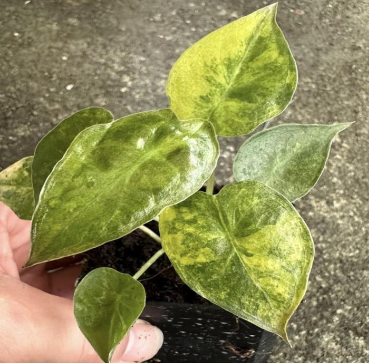 Alocasia Wentii Aurea Var TC Précommande