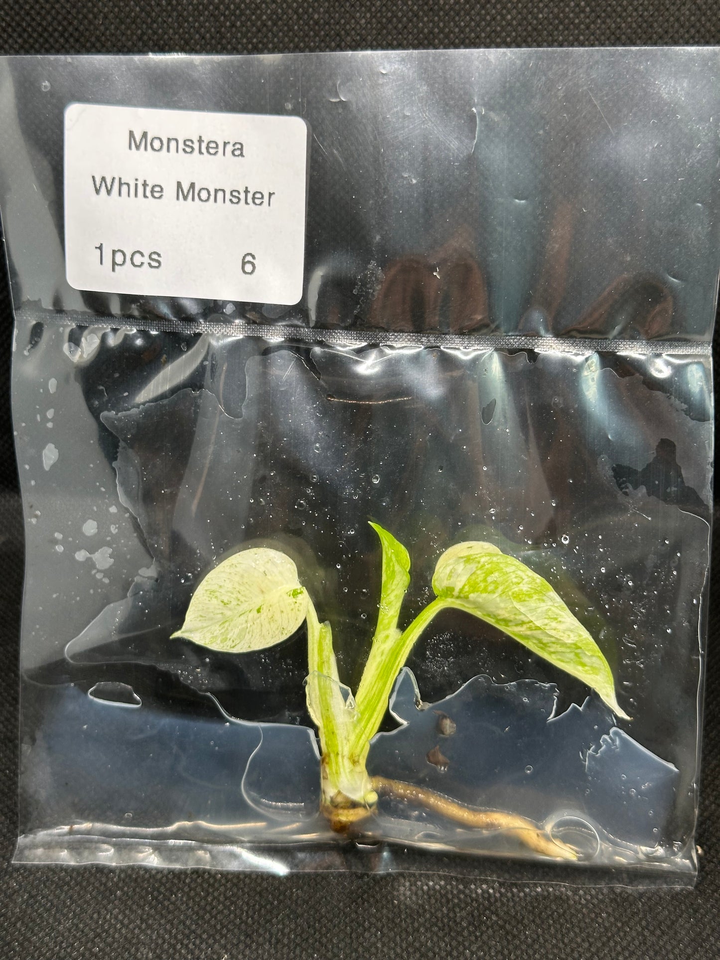 Monstera White Monster TC