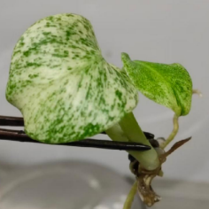 Monstera Star Shadow TC Précommande