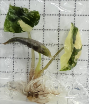 Alocasia Chantrieri Pink Var TC Précommande