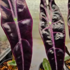 Alocasia Longiloba Purple TC Précommande