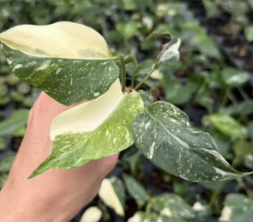Monstera Starlord TC précommande
