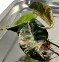 Alocasia Venom Tricolor Var TC Précommande