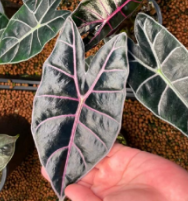 Alocasia Black Satun Pink Bones TC Précommande