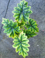 Alocasia Jacklyn round leaf TC Précommande