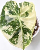Alocasia Frydek Dorayaki Var TC Précommande (london eye)