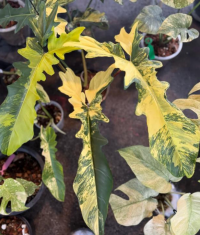 Philodendron Florida X BOB TC Précommande