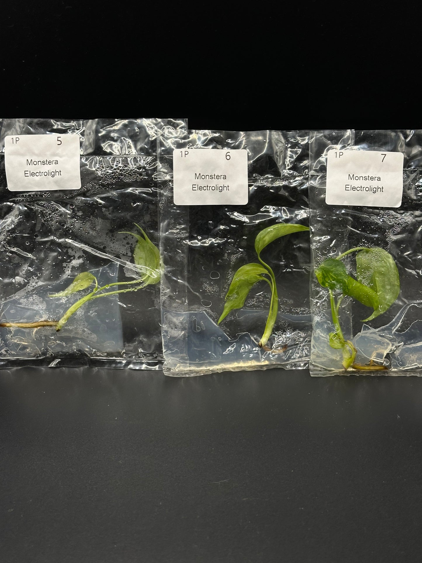 Monstera Electrolight TC