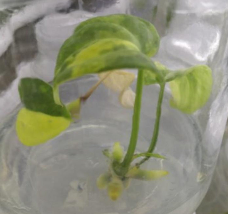 Anthurium Clarinervium Var TC Précommande