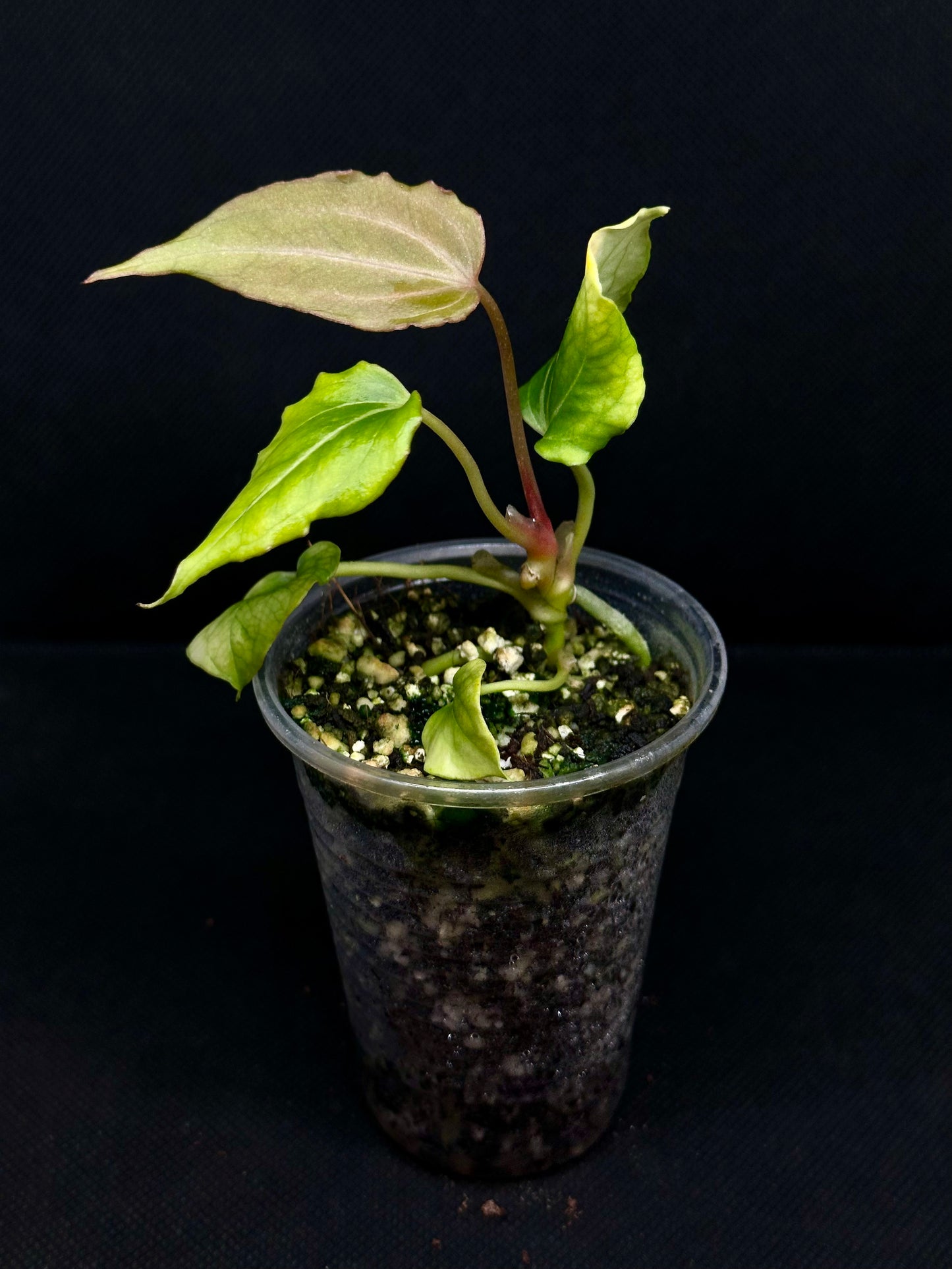 Anthurium King Of Spades Butterfly