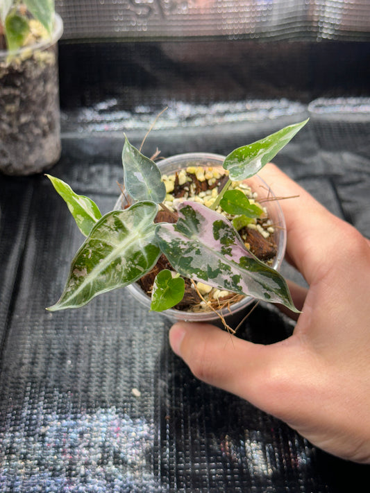 Alocasia bambino pink variegata
