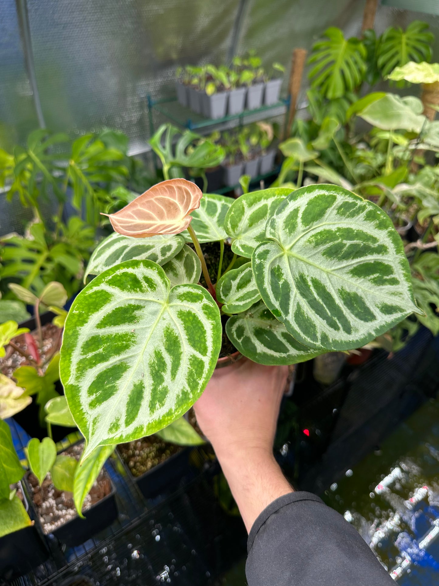 Anthurium Crystallinum Silver Blush