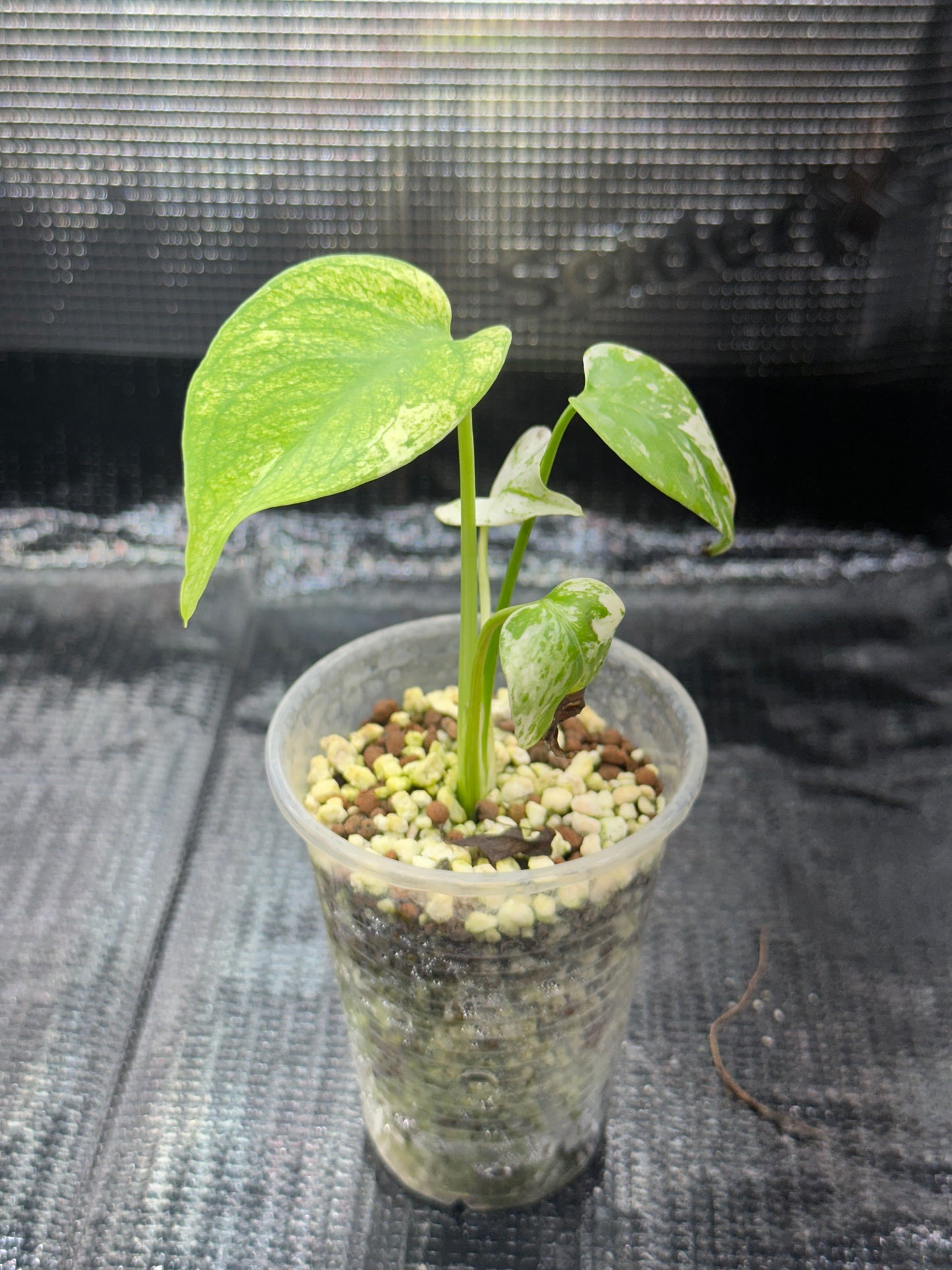 Monstera Deliciosa Mint