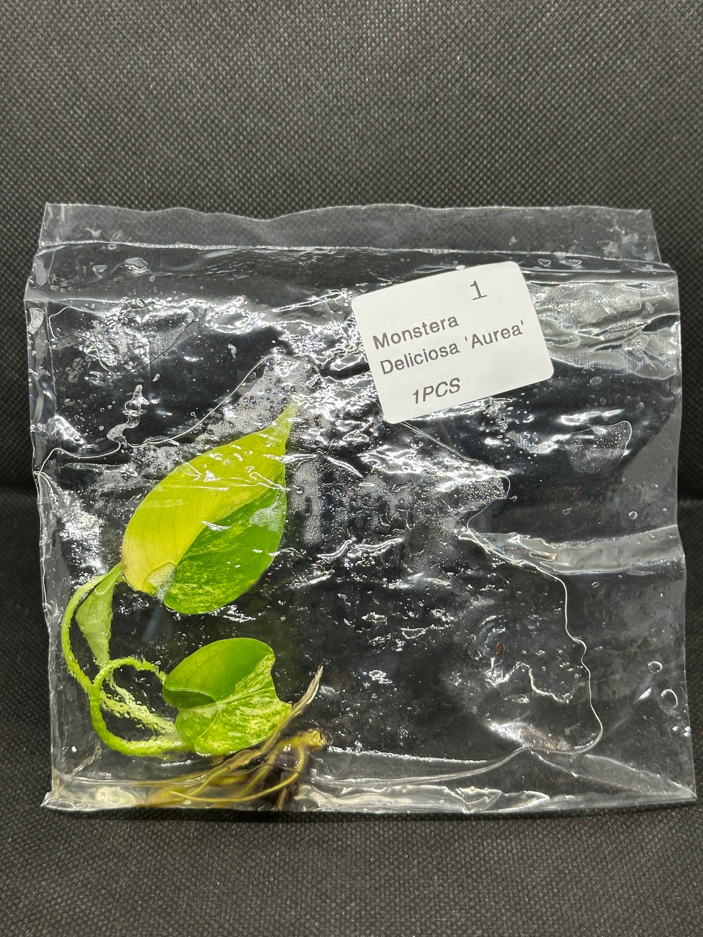 Monstera Yellow Marilyn TC Précommande