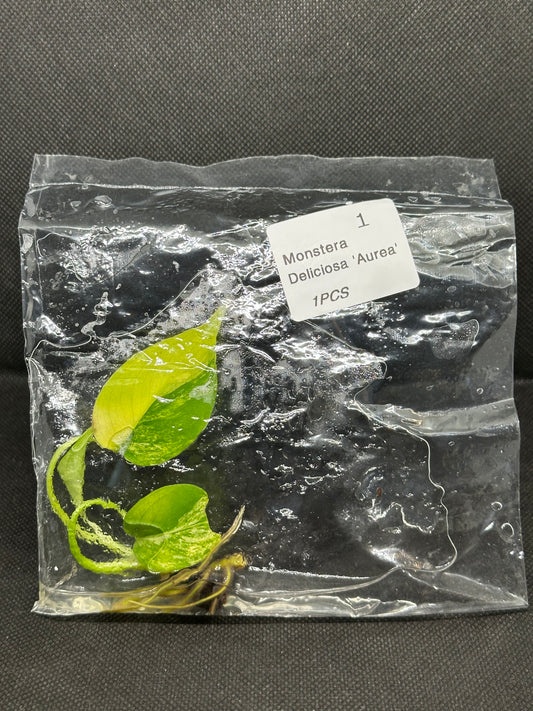 Monstera Yellow Marilyn TC Précommande
