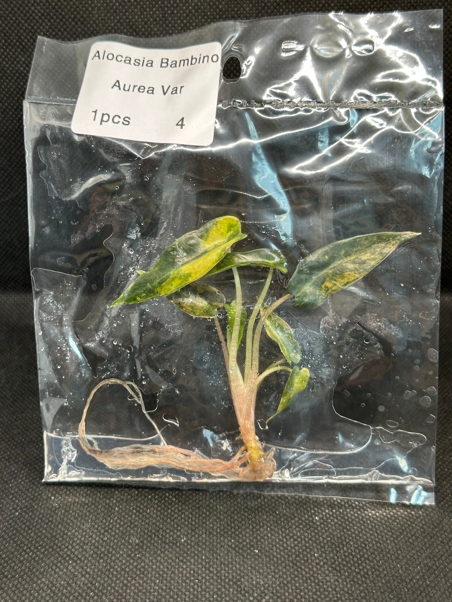 Alocasia Bambino Aurea Variegata TC