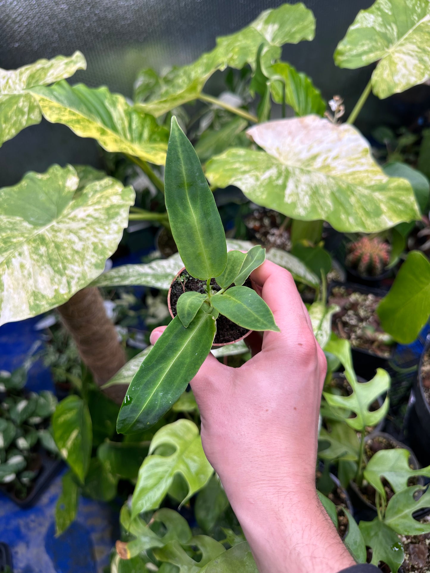 Baby Anthurium Warocqueanum