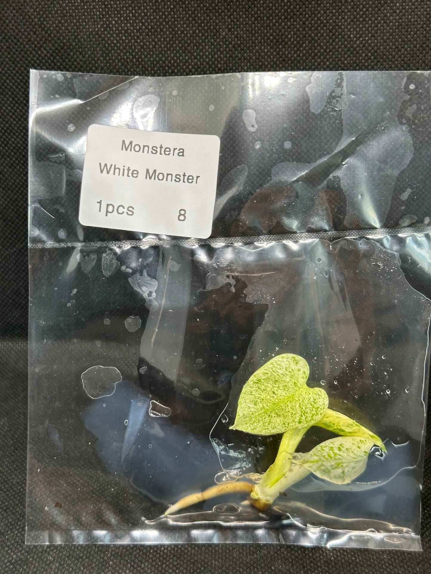 Monstera White Monster TC