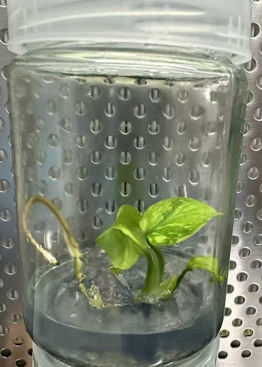 Monstera Electrolight TC Précommande