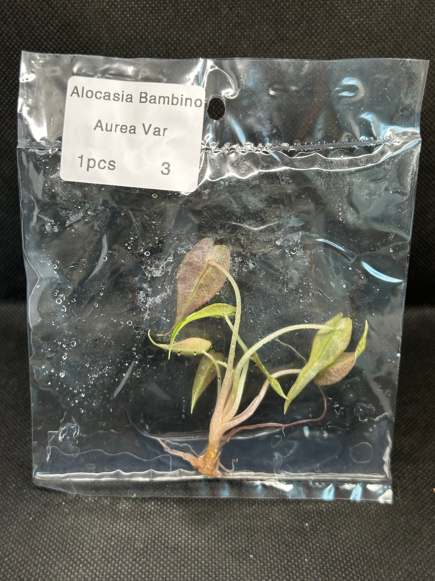 Alocasia Bambino Aurea Variegata TC