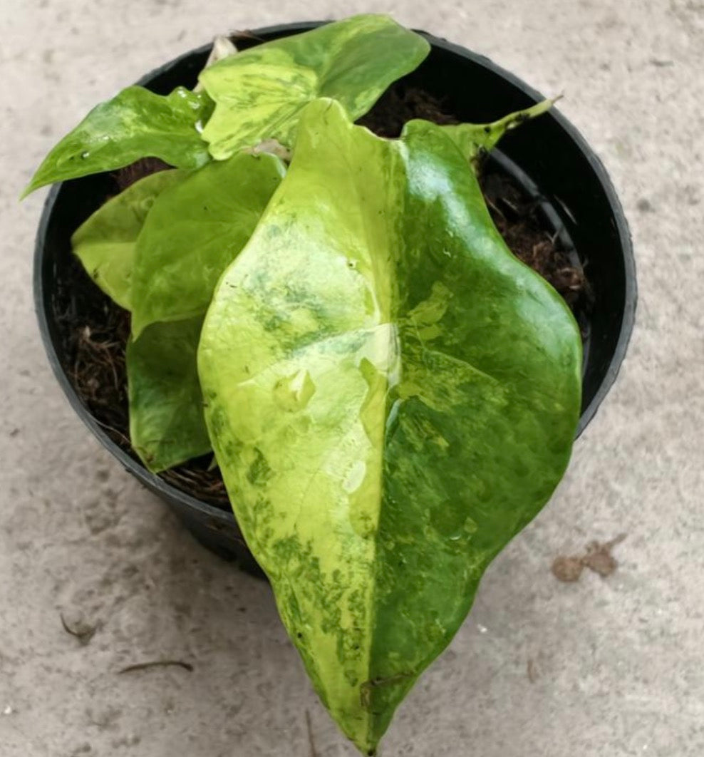 Alocasia Dragon X Scalprum Aurea TC Précommande