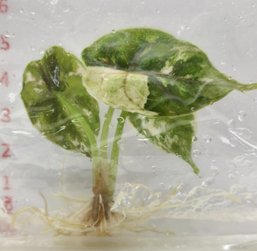 Alocasia Azlanii Pink Var TC Précommande