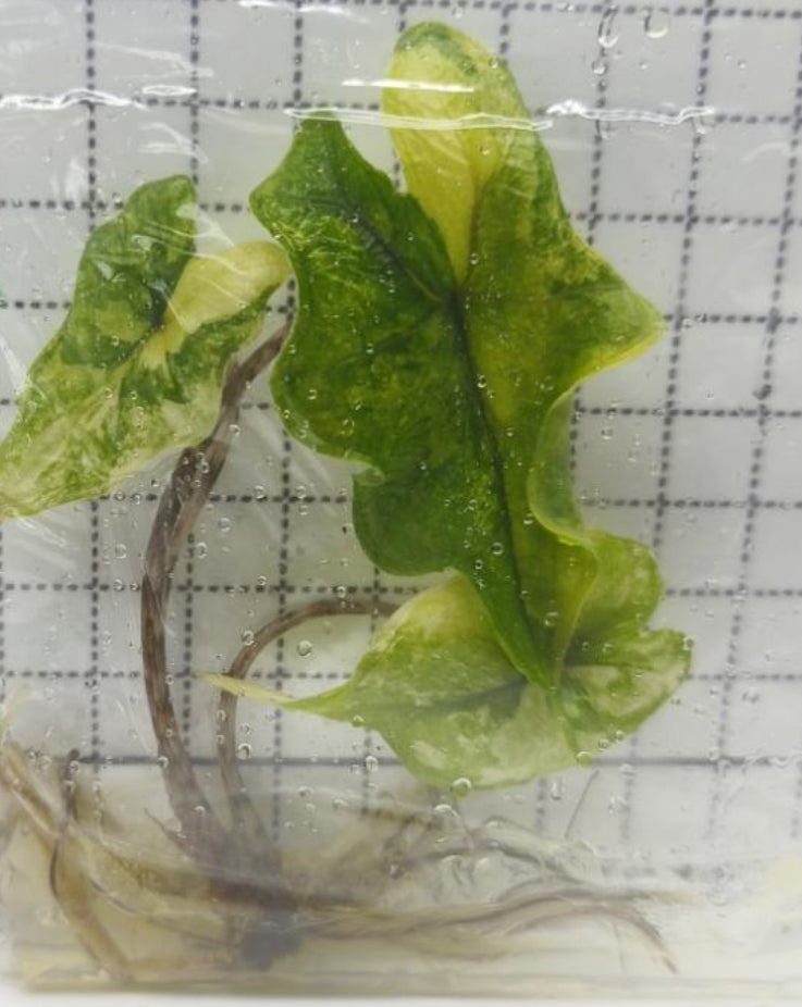 Alocasia Jacklyn Var TC Précommande