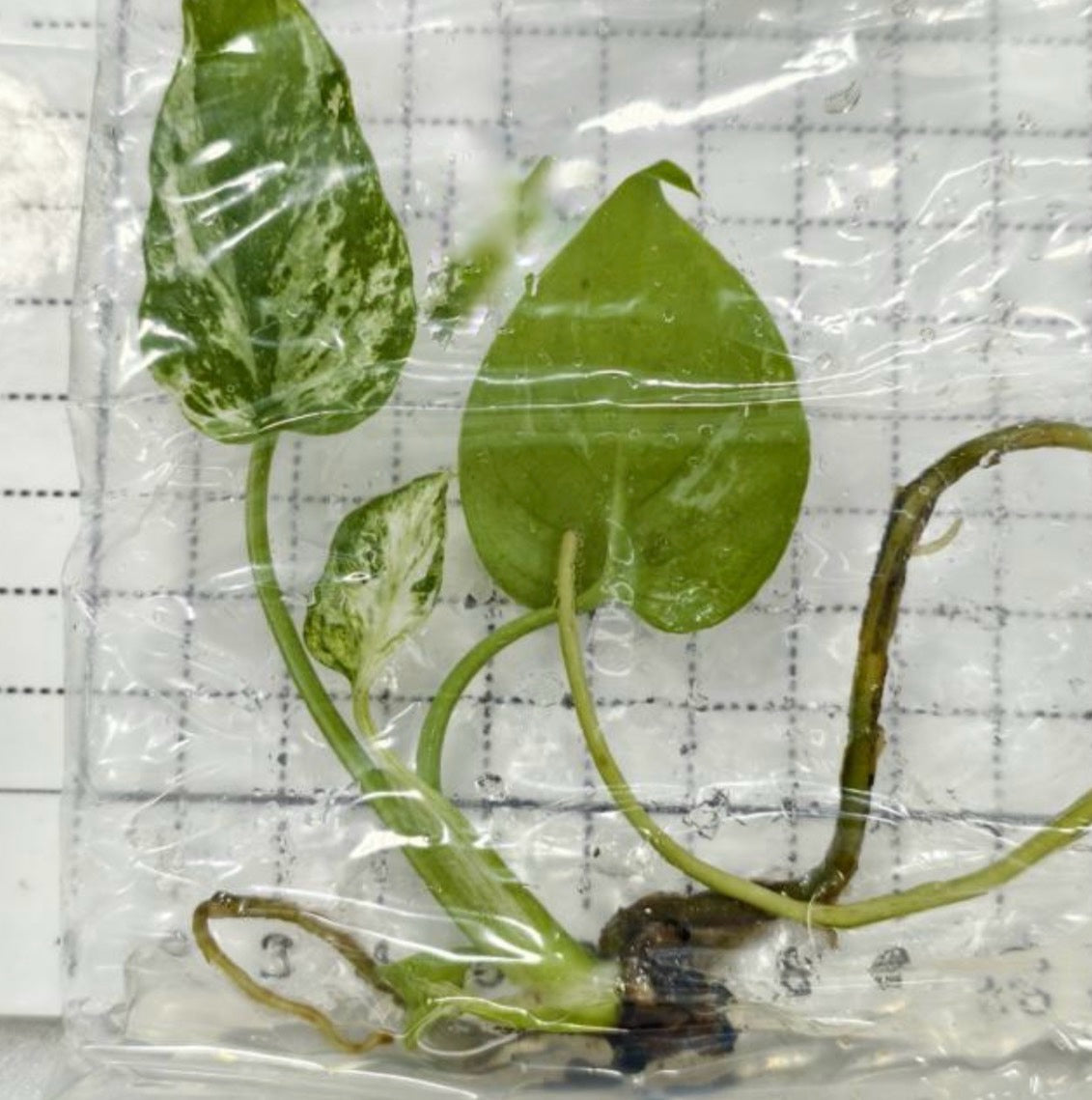 Monstera Devil Monster grade A TC précommande