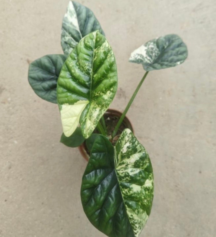 Alocasia Sinuata albo Var TC Précommande