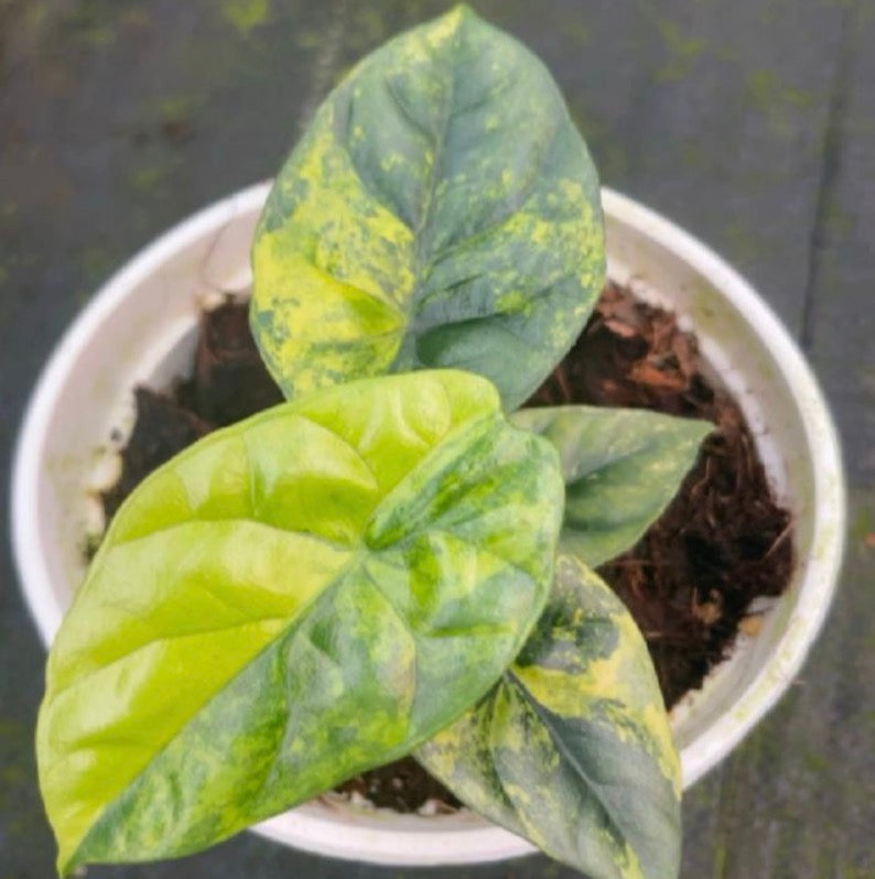 Alocasia Sinuata aurea Var TC Précommande