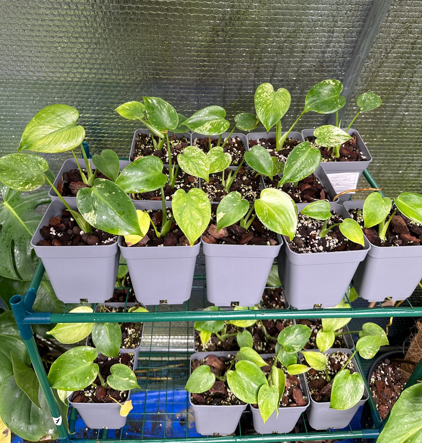 Monstera Deliciosa Mint