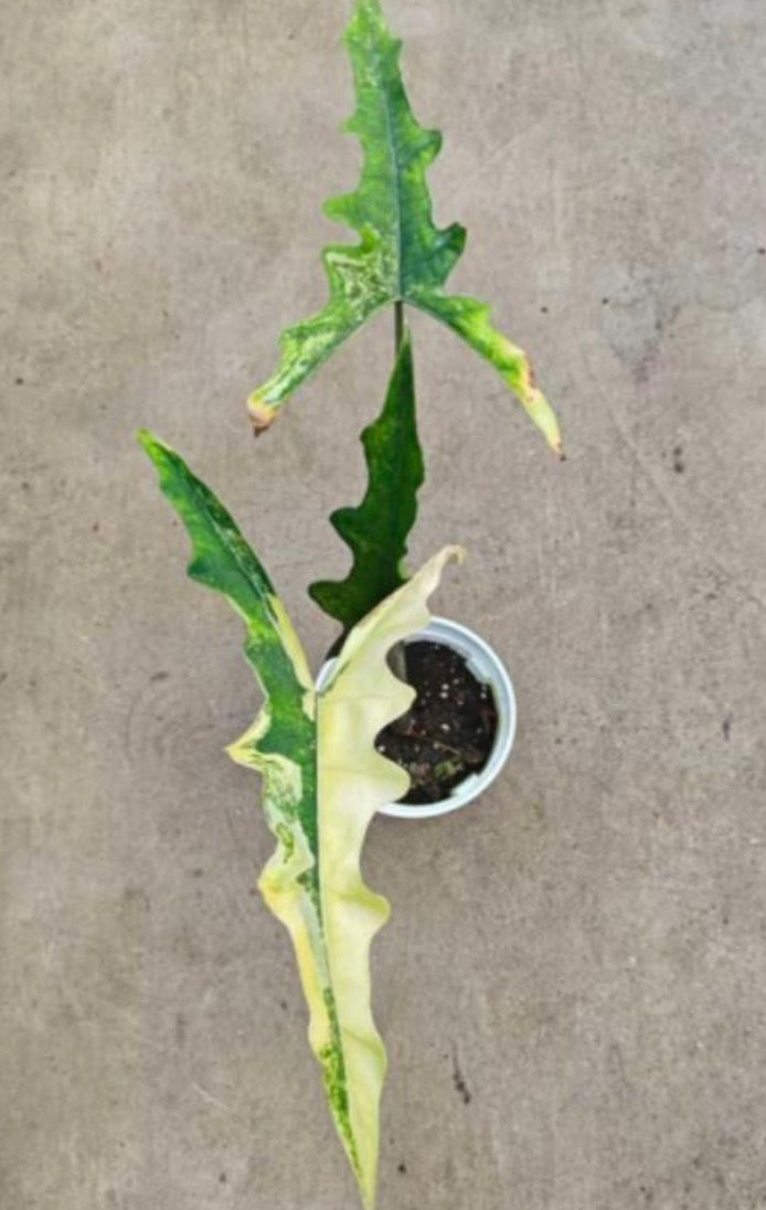 Alocasia Sabrina Aurea Var TC Précommande
