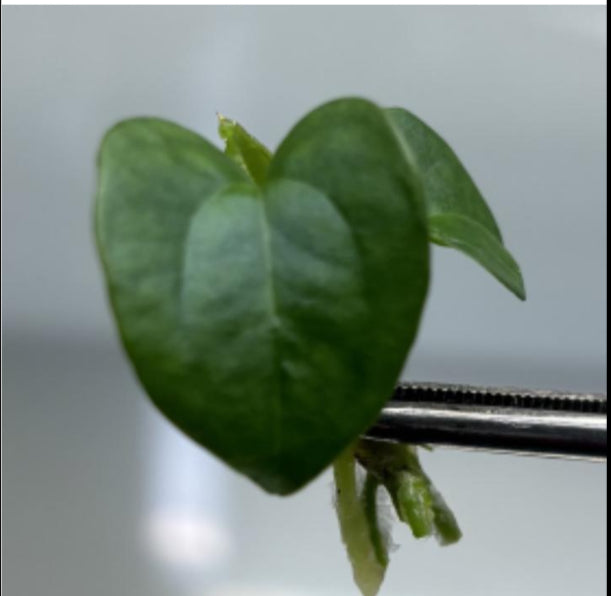 Anthurium ace of Spades X Luxurians TC Précommande
