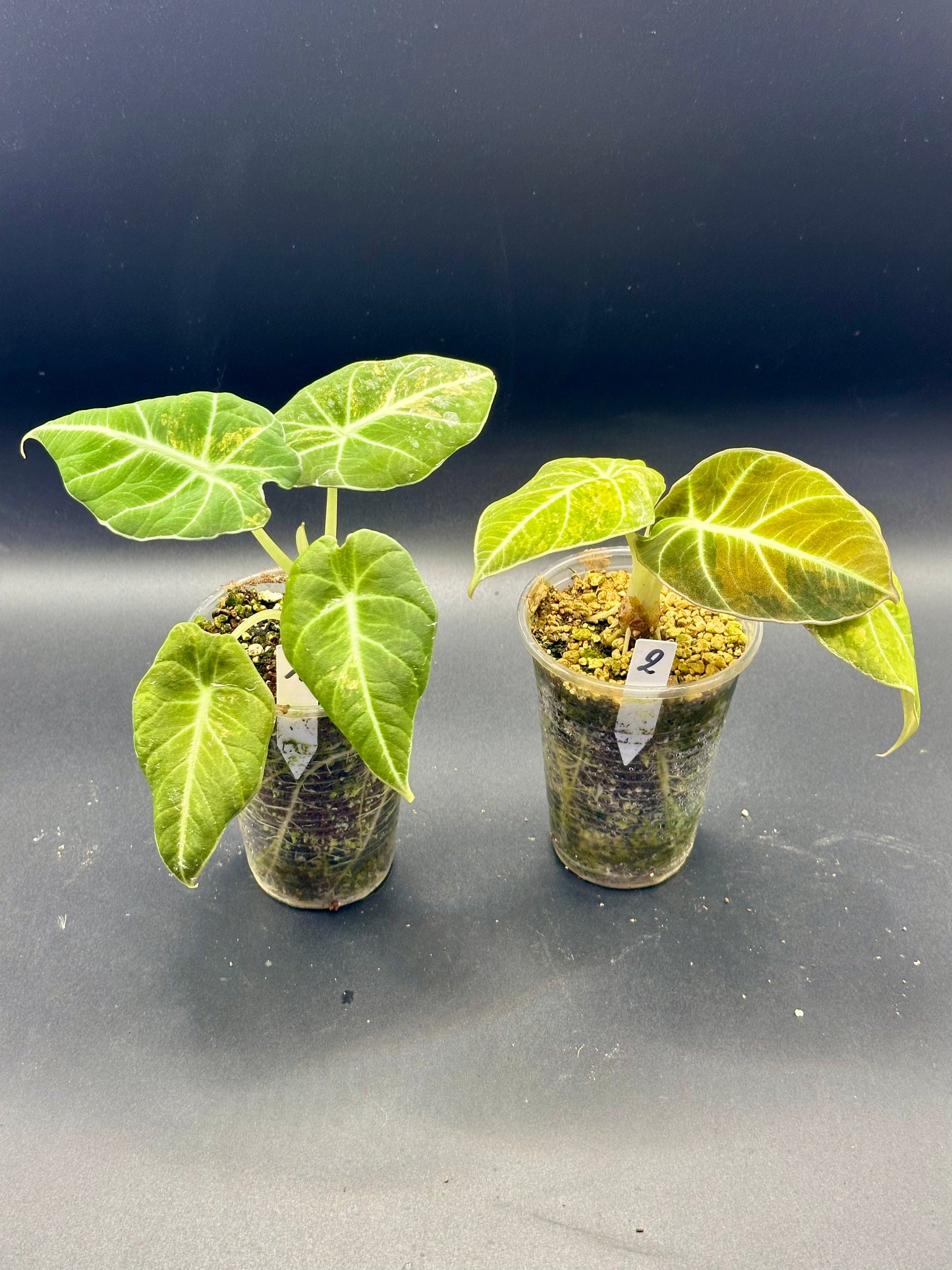 Alocasia Black Velvet Gold Variegata