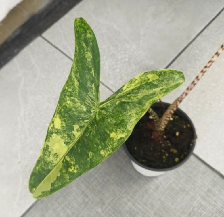 Alocasia Zébrina Aurea Var TC Précommande