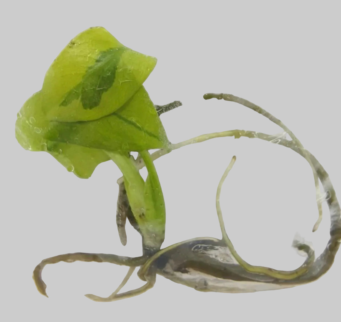 Monstera Melancholy (Agnell)