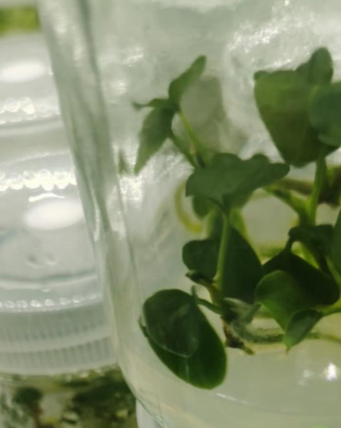 Anthurium Forgetii X Luxurians TC Précommande