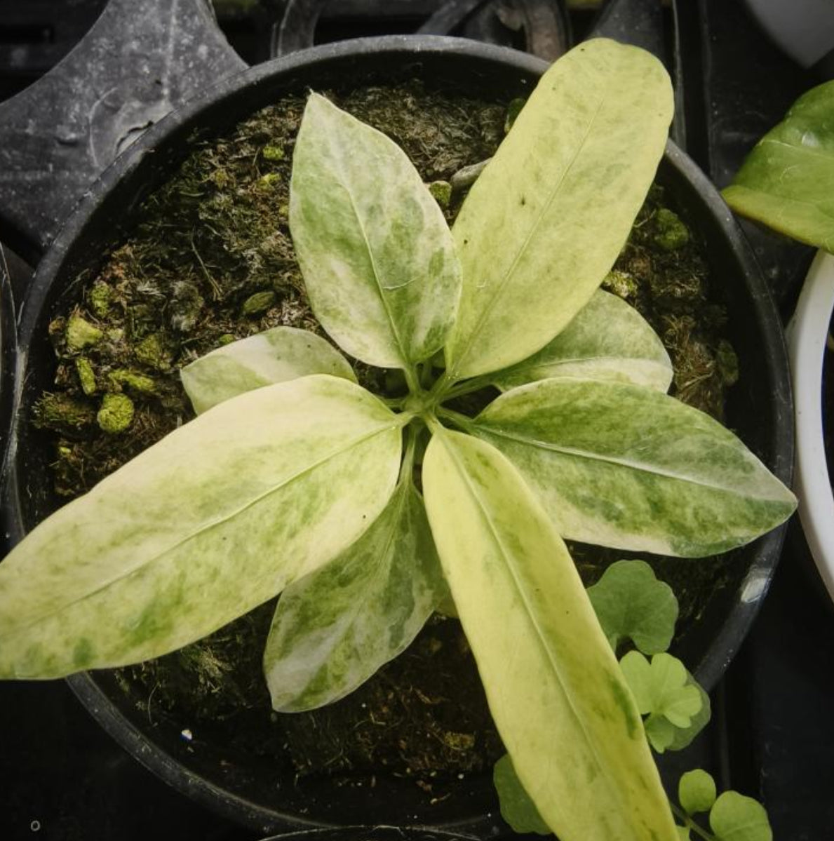 Anthurium Vittarifolium Var TC Précommande