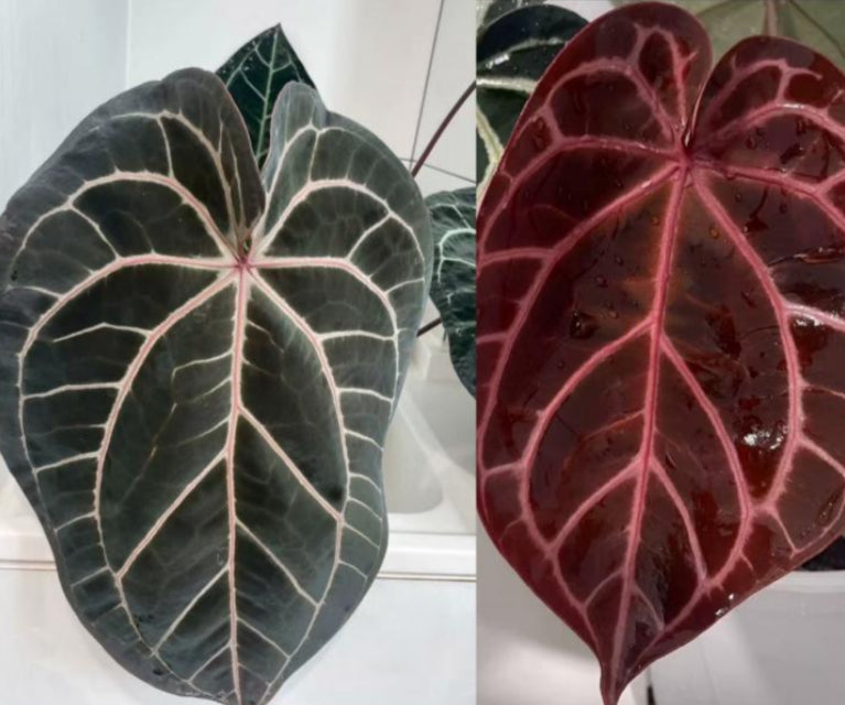 Anthurium Wonderboy X Michelle TC Précommande