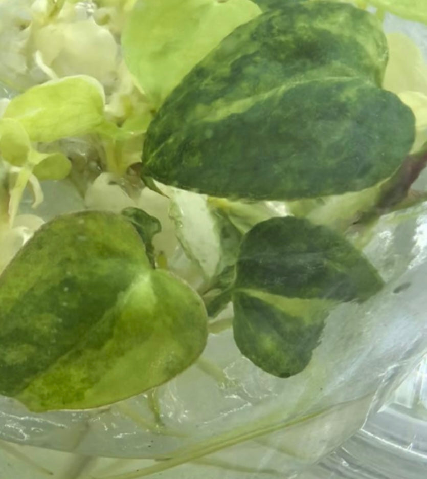 Anthurium Magnificum var TC précommande