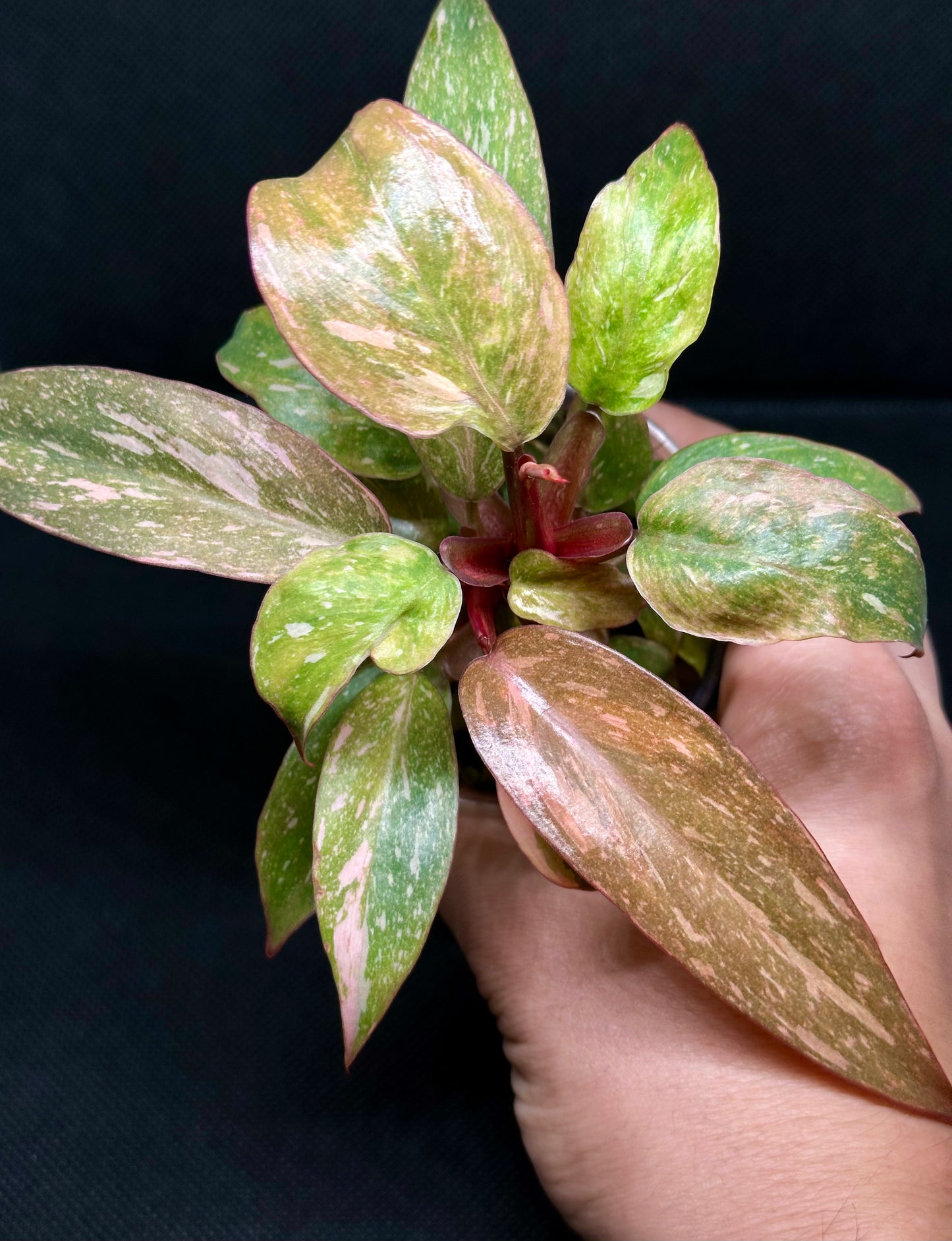Philodendron Orange Princess