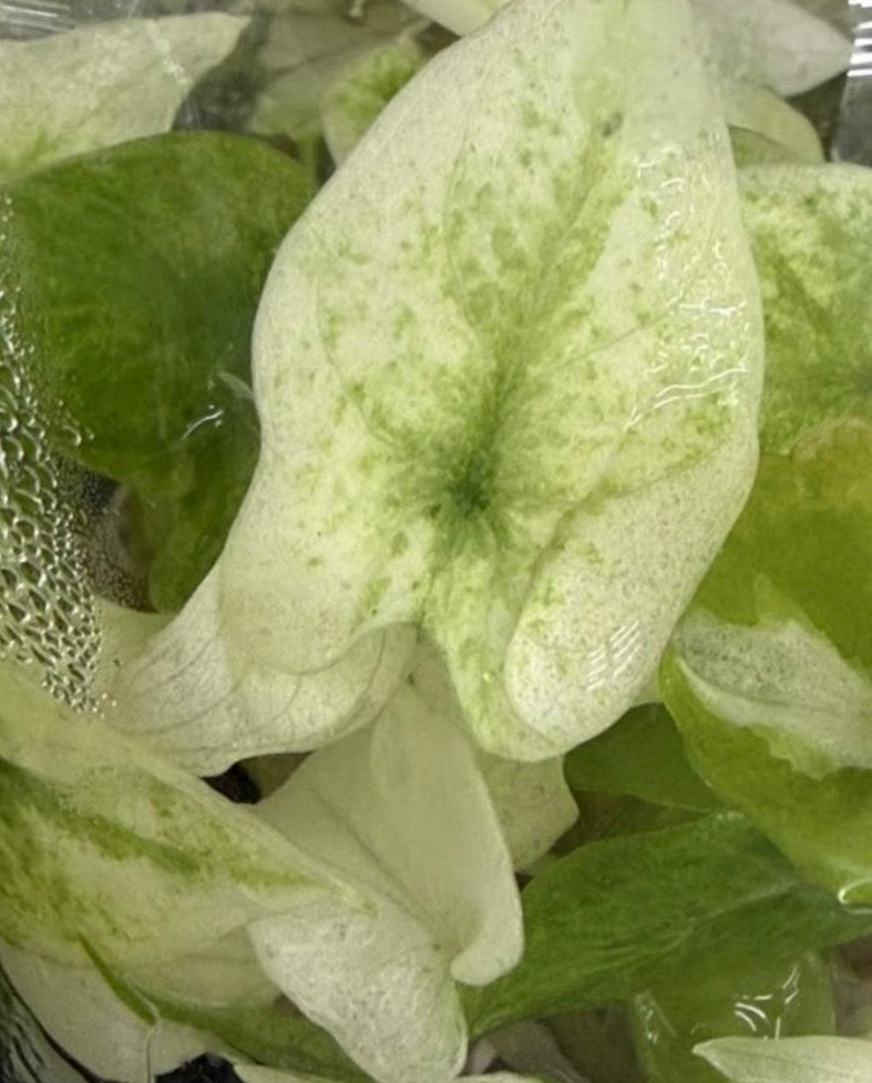 Alocasia Scalprum Mint Var TC Précommande