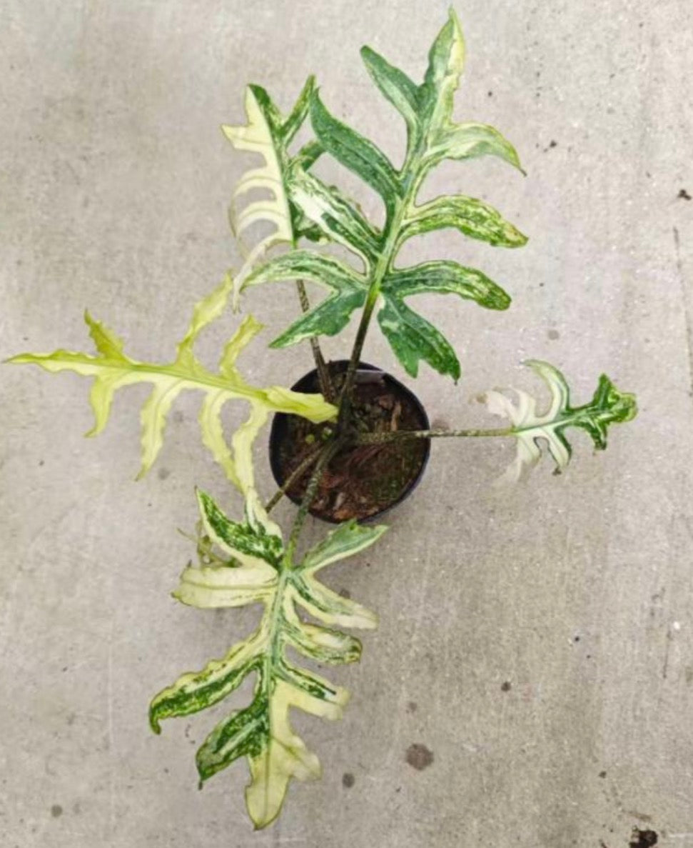 Alocasia Brancifolia Aurea Var TC Précommande