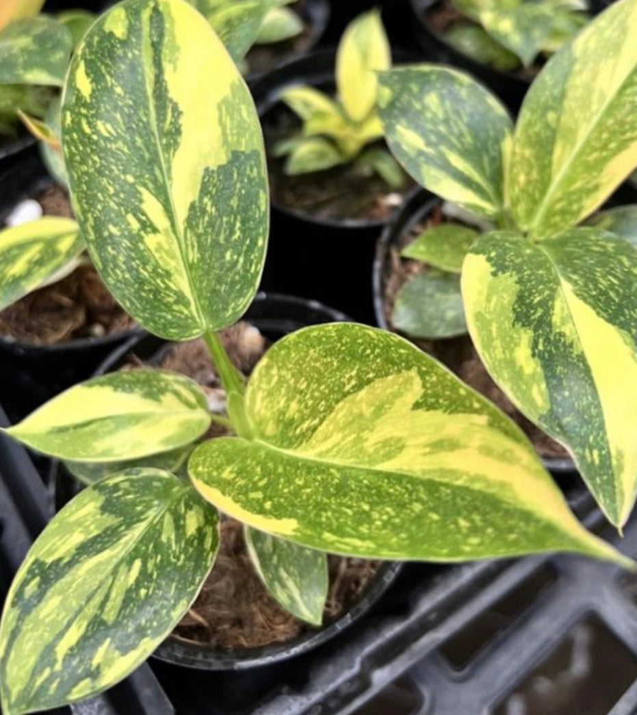 Philodendron Green Congo Var TC Précommande