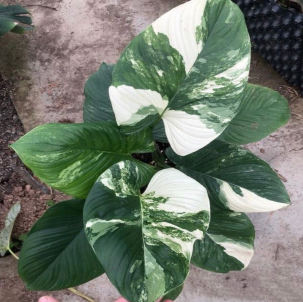 Homalomena Rubescens Albo TC Précommande