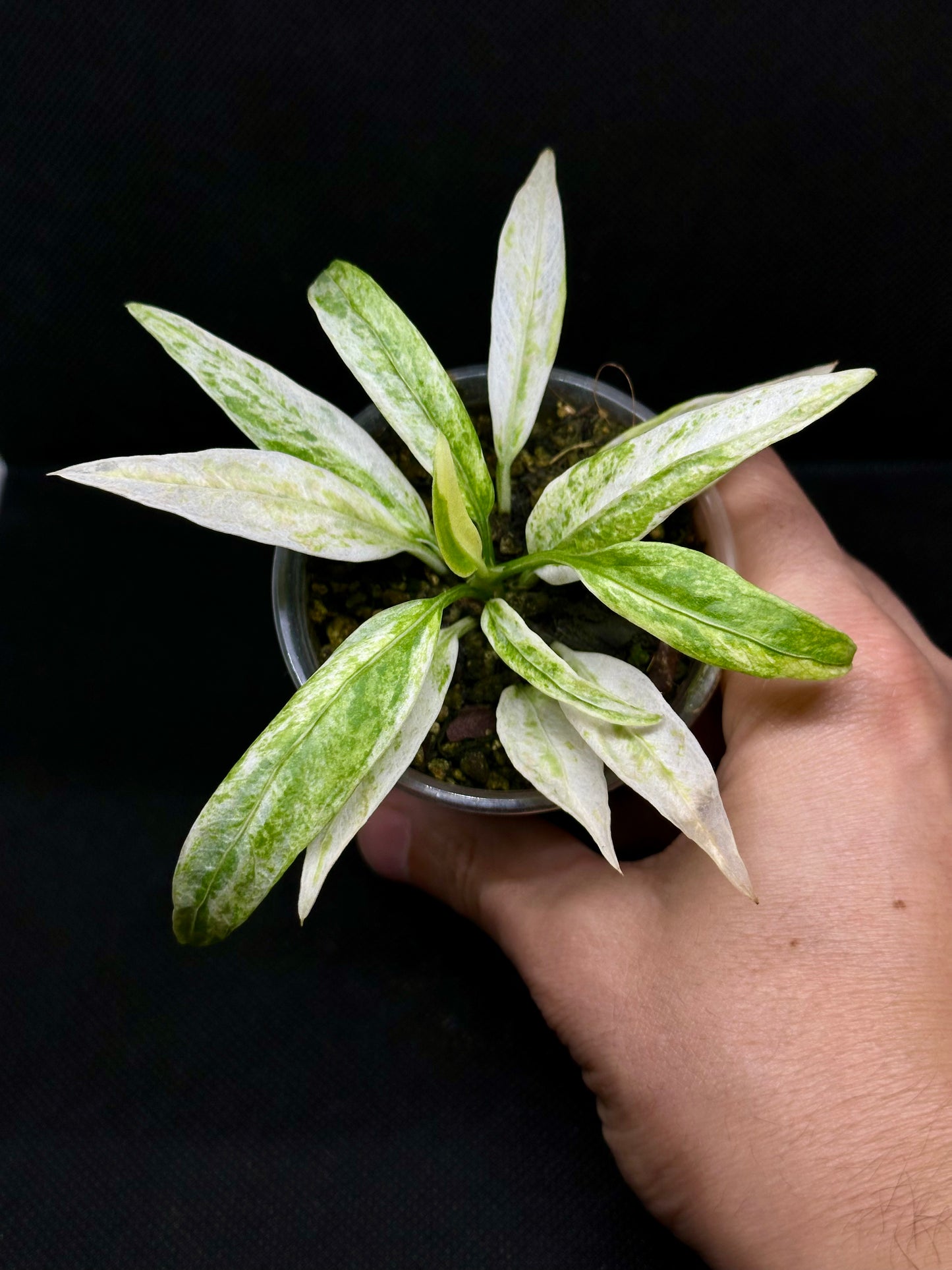 Anthurium Vittarifolium Variegata