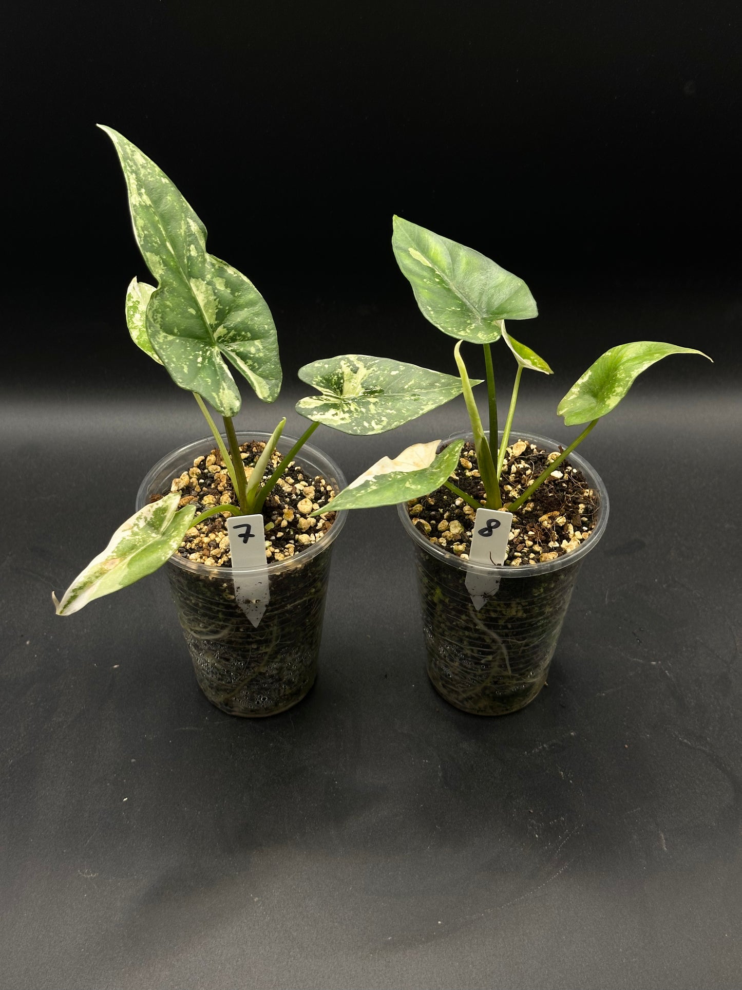 Alocasia Simpo Albo Variegata