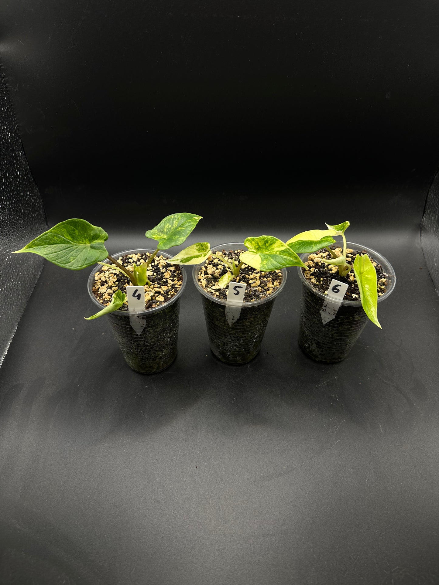 Alocasia Scalprum Aurea