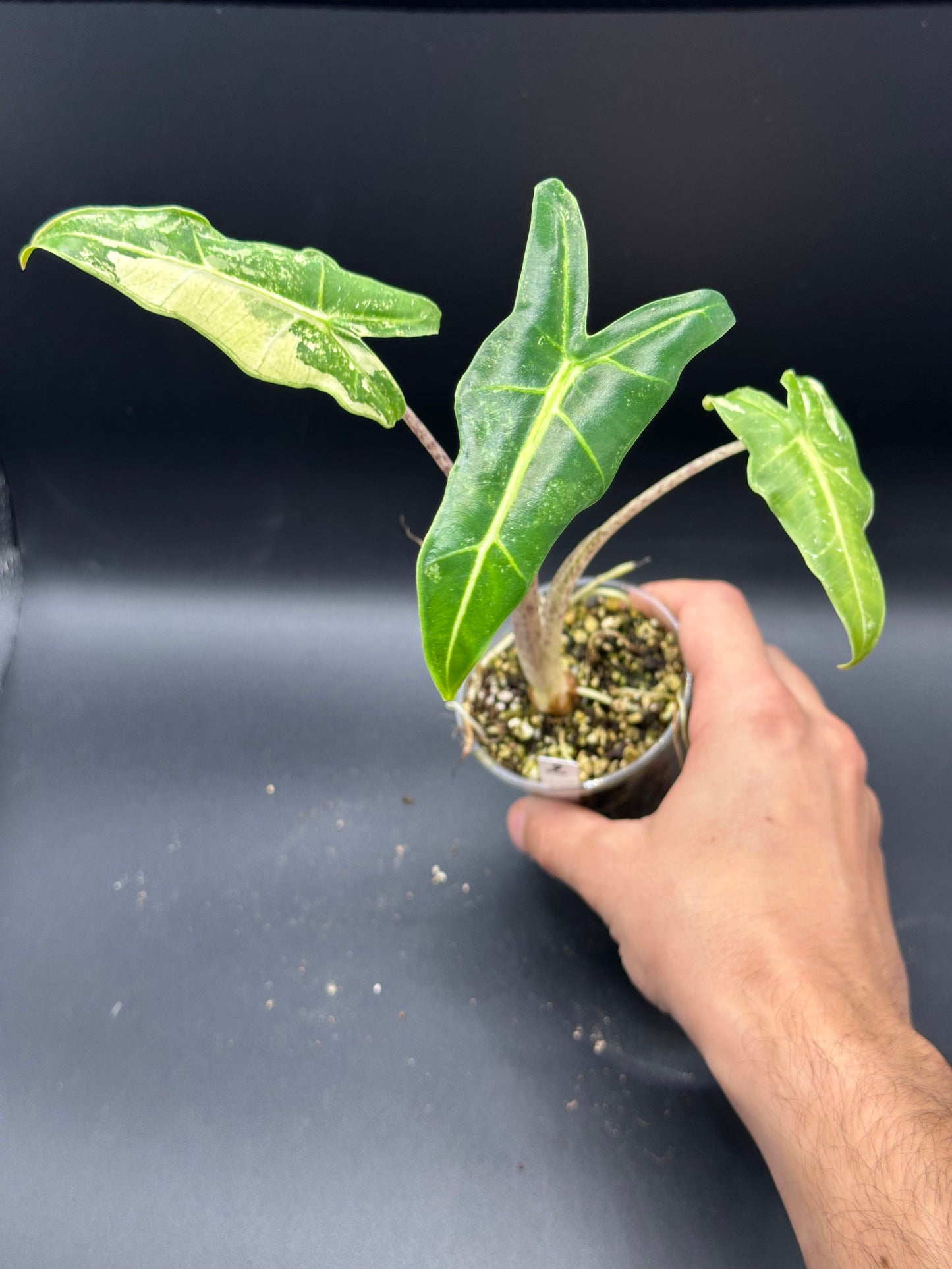 Alocasia Sarian Albo Variegata