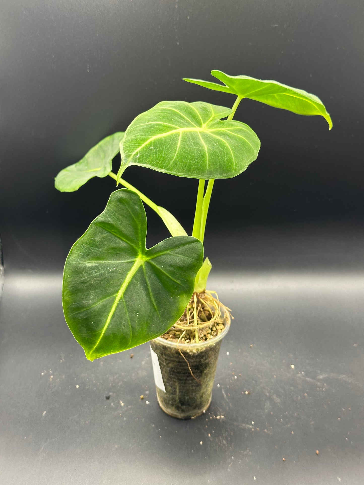 Alocasia frydek Dorayaki